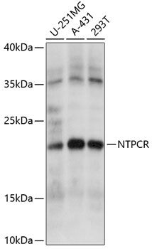 NTPCR antibody