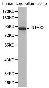 NTRK2 antibody