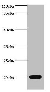 NTS antibody