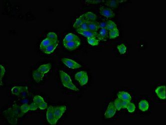 NTSR1 antibody