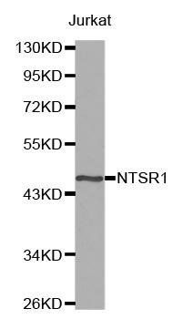 NTSR1 antibody