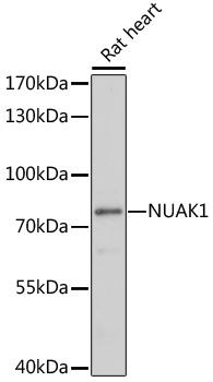 NUAK1 antibody