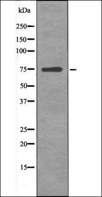 NuaK1 (Phospho-Ser600) antibody
