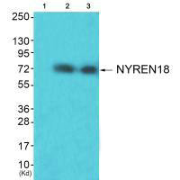 NUB1 antibody