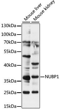 NUBP1 antibody