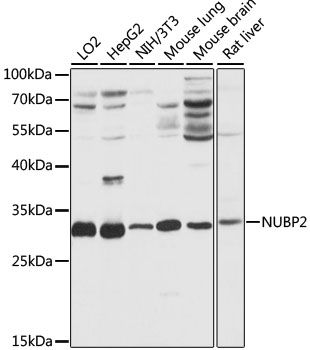 NUBP2 antibody