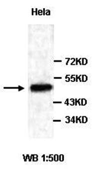 NUCB1 Rabbit Polyclonal Antibody