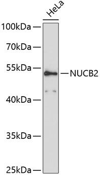NUCB2 antibody
