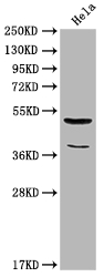 Nucb2 antibody