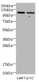 Nuclear factor NF-kappa-B p105 subunit 1 antibody