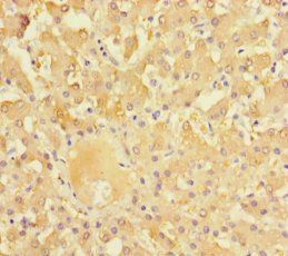 NR1I3 Antibody