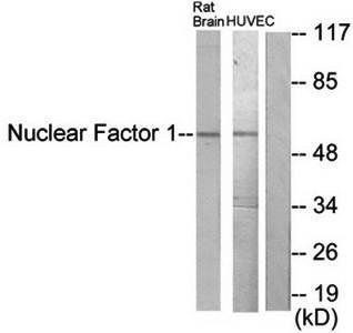 Nuclear Factor 1 antibody