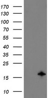 Nucleobindin 1 (NUCB1) antibody