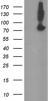 Nucleobindin 1 (NUCB1) antibody