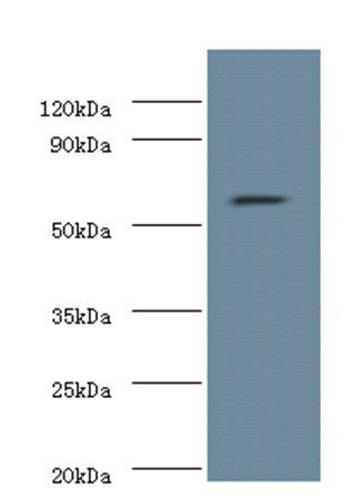 Nucleolar protein 58 antibody