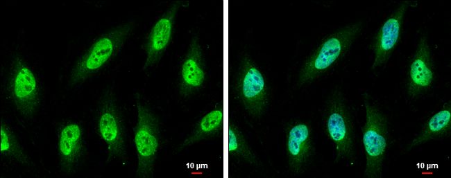 nucleoporin 62 Antibody