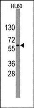 Nucleostemin antibody
