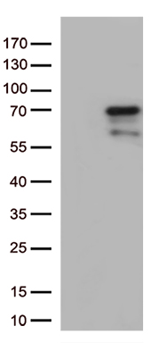 Nucleostemin (GNL3) antibody