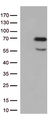 Nucleostemin (GNL3) antibody