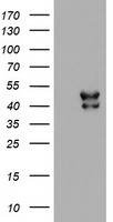 Nucleotide binding protein like (NUBPL) antibody