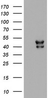 Nucleotide binding protein like Antibody