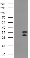 Nucleotide binding protein like Antibody
