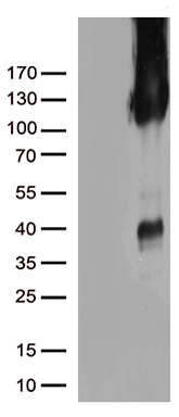 Nucleotide binding protein like Antibody