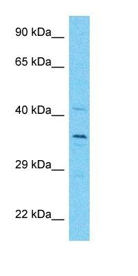 NUD17 antibody