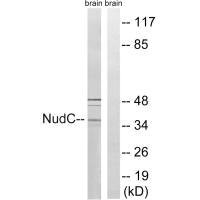 NUDC (Ab-326) antibody