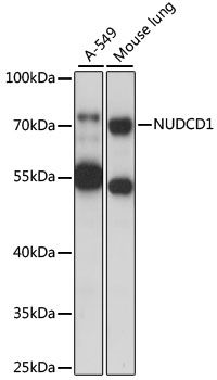 NUDCD1 antibody