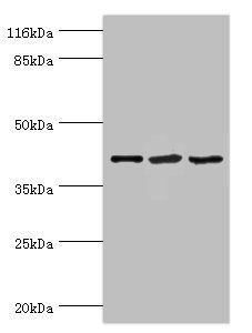 NUDCD3 antibody