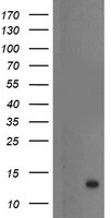 Nudel Antibody