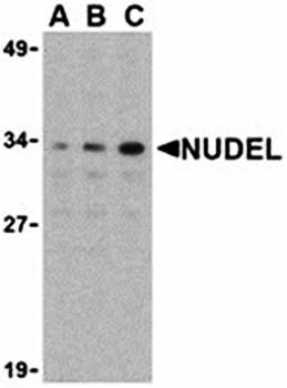 Nudel Antibody