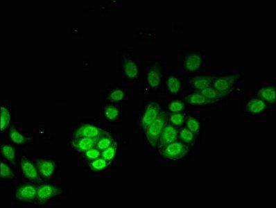 NUDT1 Antibody