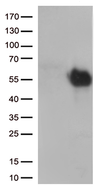 NUDT15 antibody