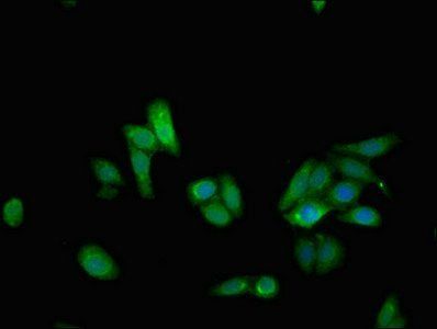 NUDT15 Antibody