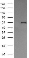 NUDT18 antibody