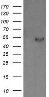 NUDT18 antibody