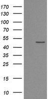 NUDT18 antibody