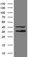 NUDT18 antibody