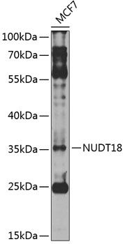 NUDT18 antibody