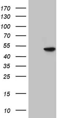 NUDT21 antibody