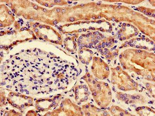 NUDT21 Antibody