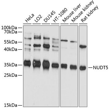 NUDT5 antibody