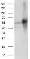 NUDT9 Antibody