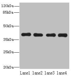NUDT9 Antibody