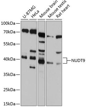 NUDT9 antibody