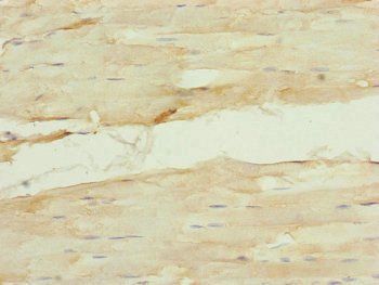 NUF2 Antibody