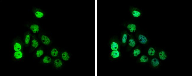 NUF2 component of NDC80 kinetochore complex Antibody