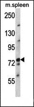 NUFIP2 antibody